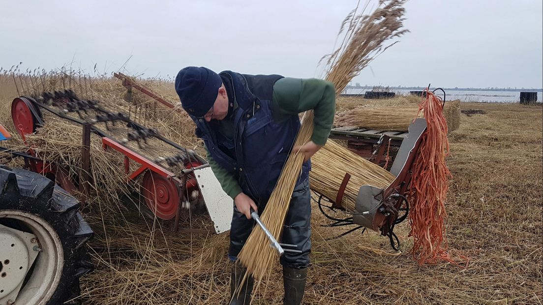 Wout van de Belt aan het werk in zijn rietveld