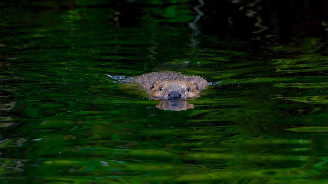 Hoe het grootste knaagdier van Europa nu in Twente is beland - RTV Oost