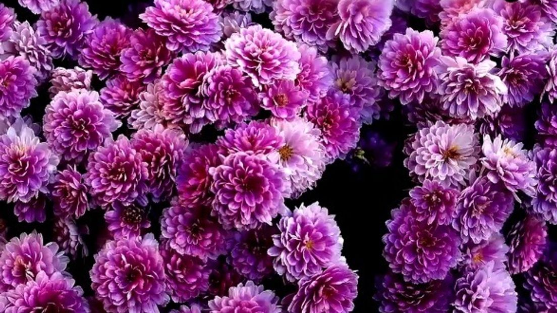 Bloemen
