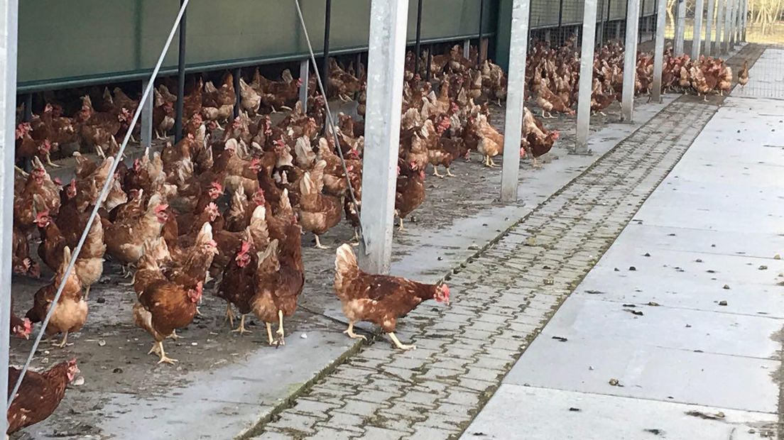 Drentse kippen mogen weer naar buiten (Rechten: Josien Feitsma/RTV Drenthe)