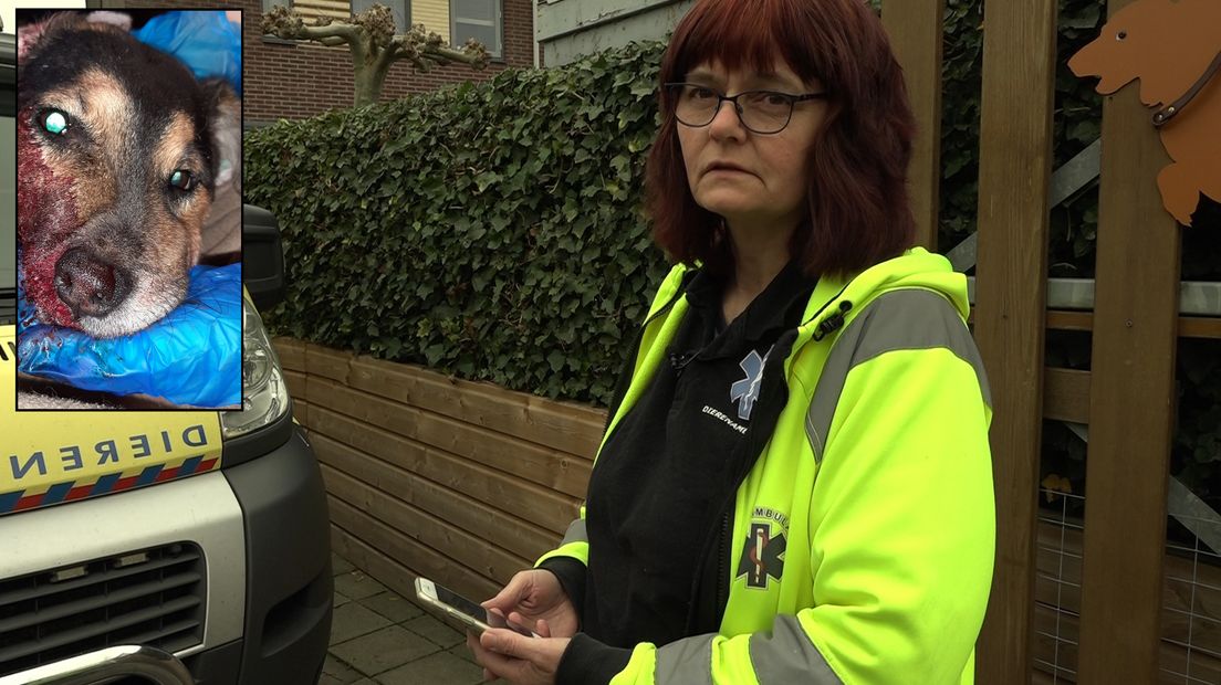 Dood hondje door vuurwerk maakt veel los 'Waar zijn we mee bezig?' Omroep Gelderland