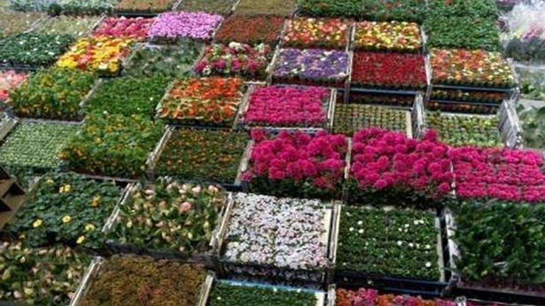 FloraHolland