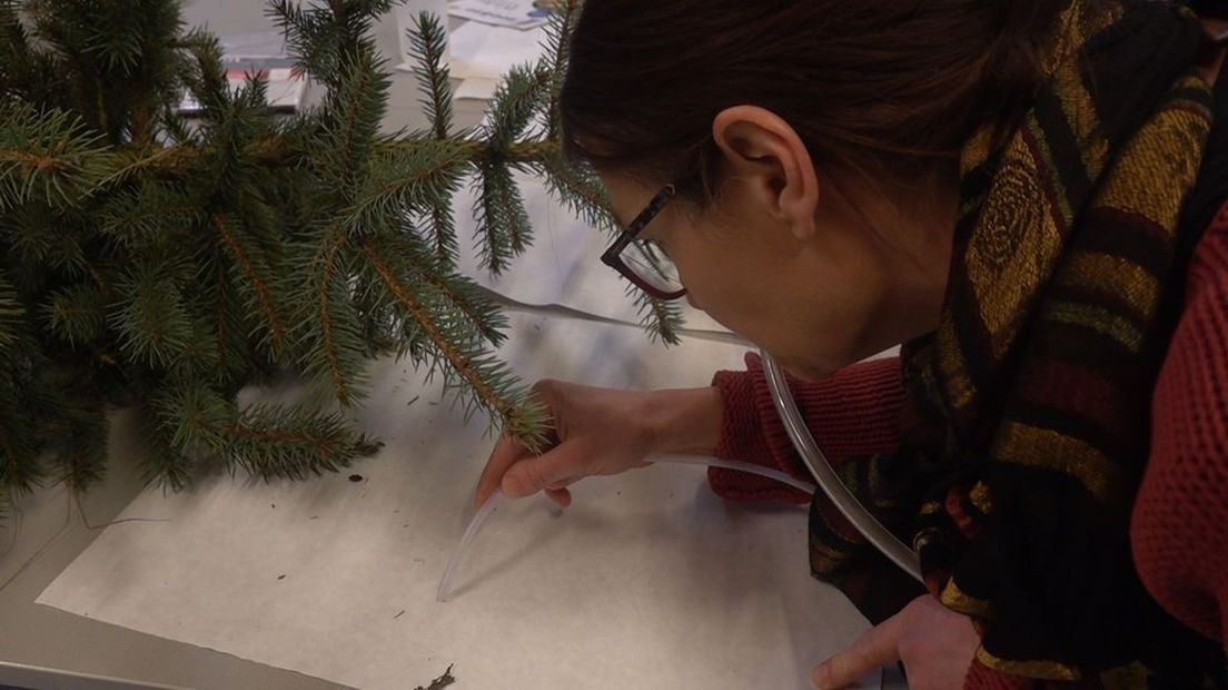 Insectenonderzoeker Jetske de Boer vindt veel beestjes in deze kerstboom.