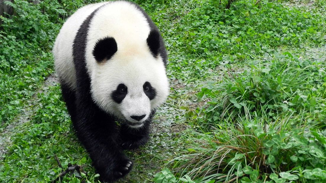 Wu Wen.