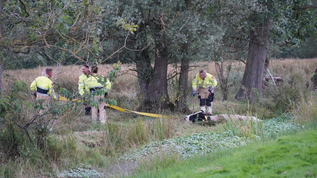 De brandweer is druk bezig om de koe uit het water te krijgen