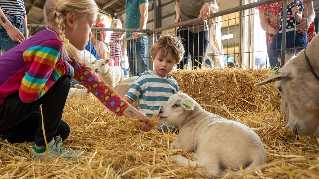 Kinderen bewonderen een lammetje in Soest.