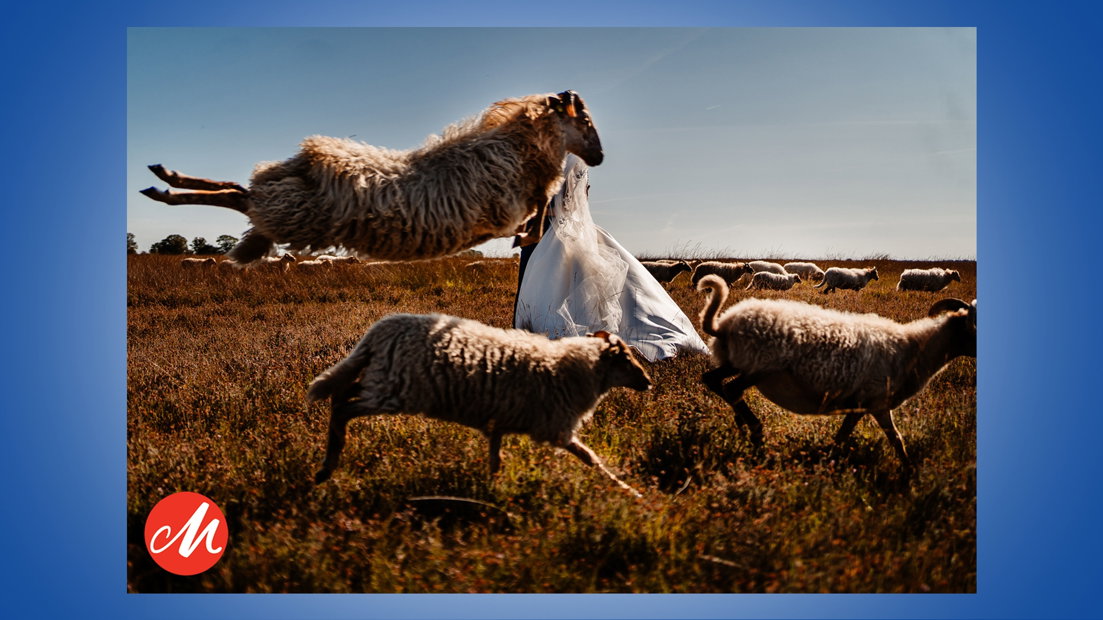 Een fotoshoot tussen de schapen