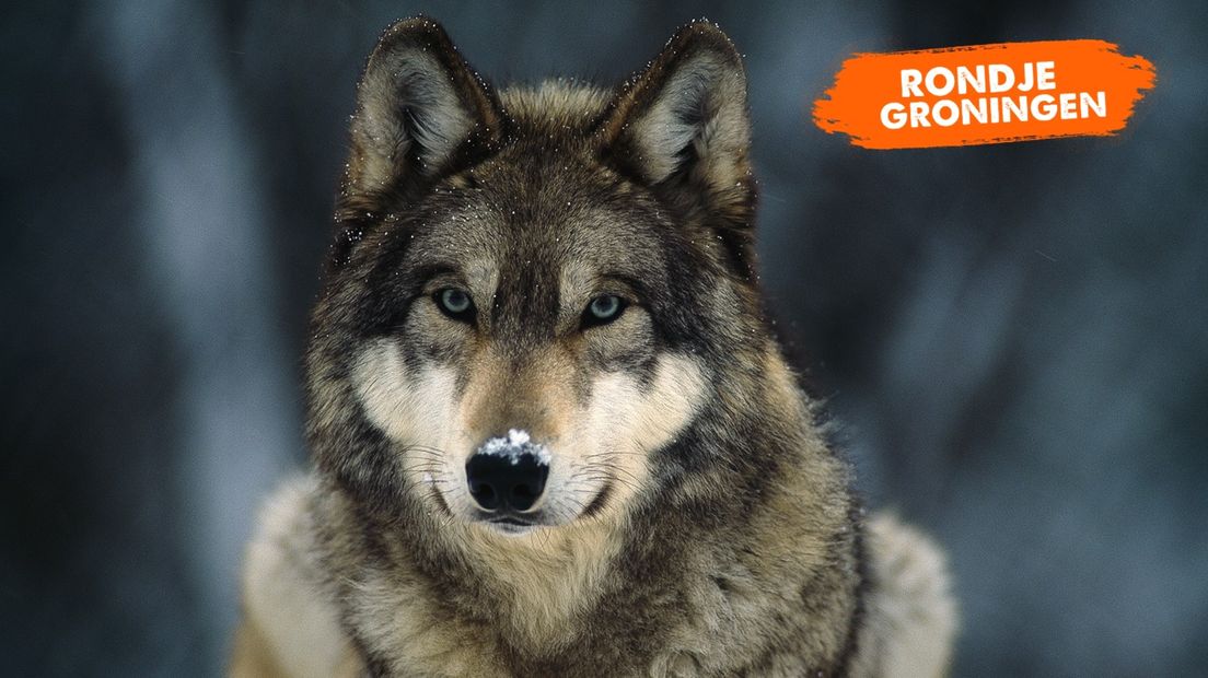 Rondje Groningen: Een wolf met een krulstaart? - RTV Noord