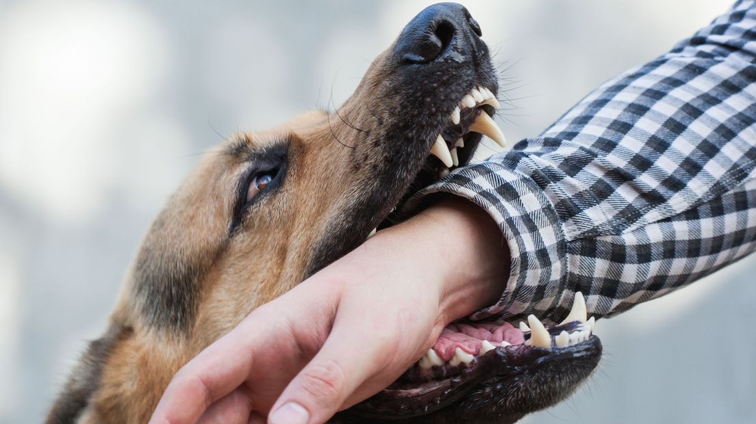 Loslopende hond bijt meerdere mensen in Almelo RTV Oost