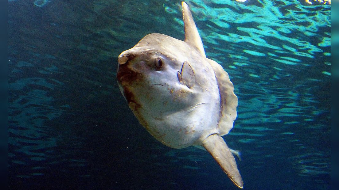 Maanvis in gevangenschap, in het aquarium van Barcelona