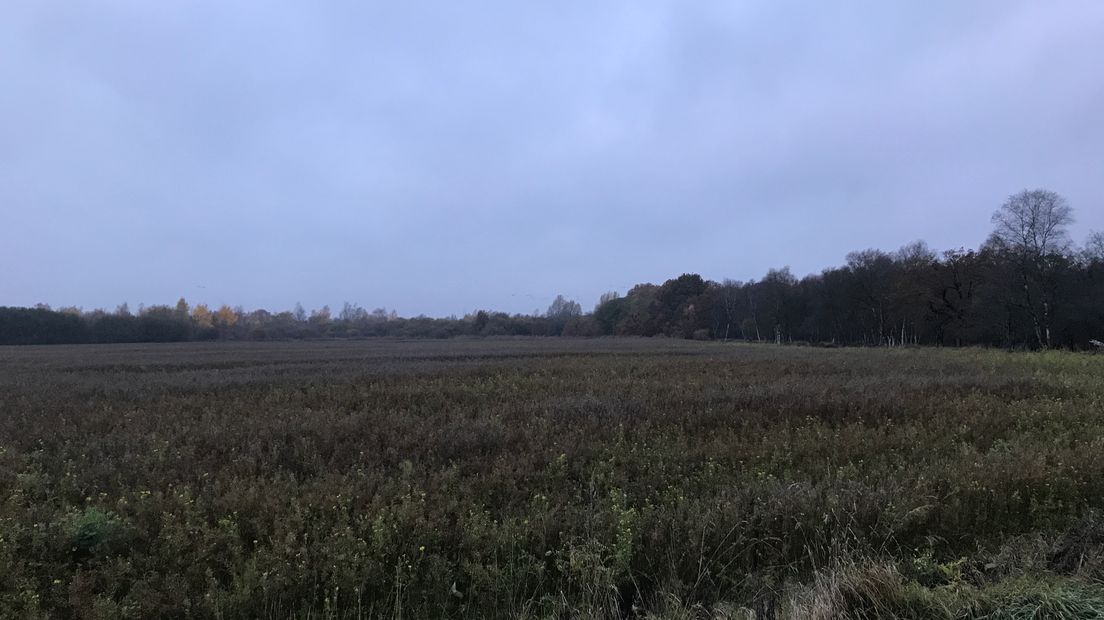 Het grensgebied tussen het Fochteloërveen en het buffergebied (Rechten: Aaldert Oosterhuis / RTV Drenthe)