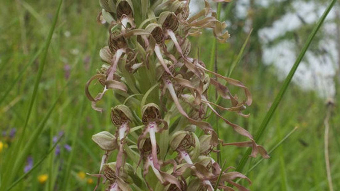 Beschermde orchidee weggemaaid op dijk, natuurvereniging doet aangifte