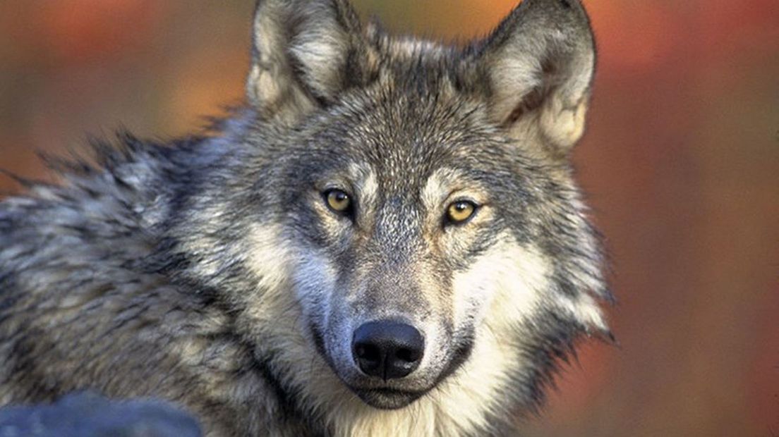 Een wolf
