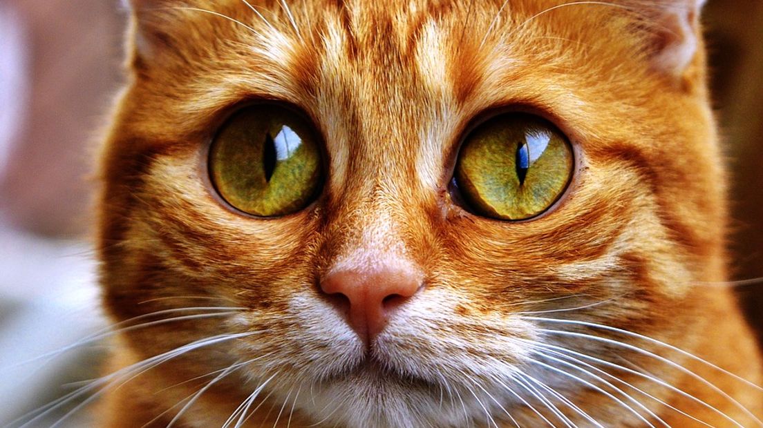 Vluchtende Honden En Kattten Dierenambulance Redt paniekvogels 