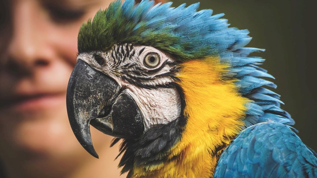 Nationale Vogeltentoonstelling