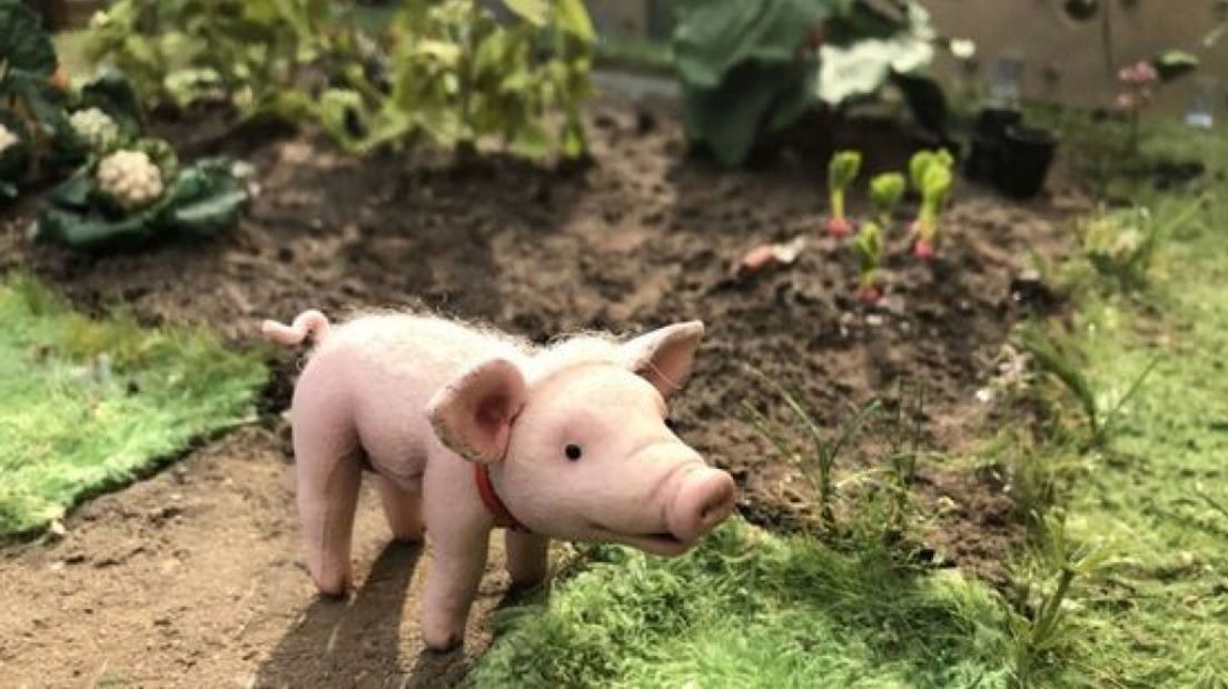 Dit kleine biggetje is de hoofdrolspeler in de film Knor.