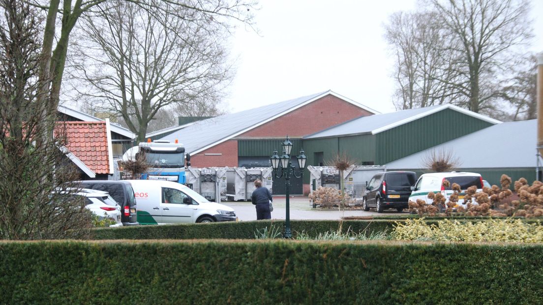 Ruiming kippen bij besmette pluimveehouderij in Bentelo begonnen - RTV Oost