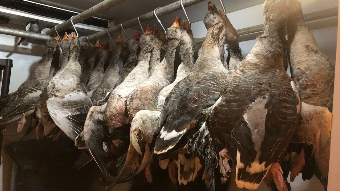 Ganzen in de koelcel van De Wilde Slager