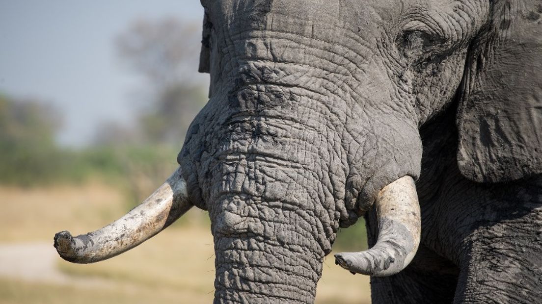 Ivoren beeldjes worden onder andere gemaakt van de slagtanden van een olifant (Rechten: Pixabay.com)