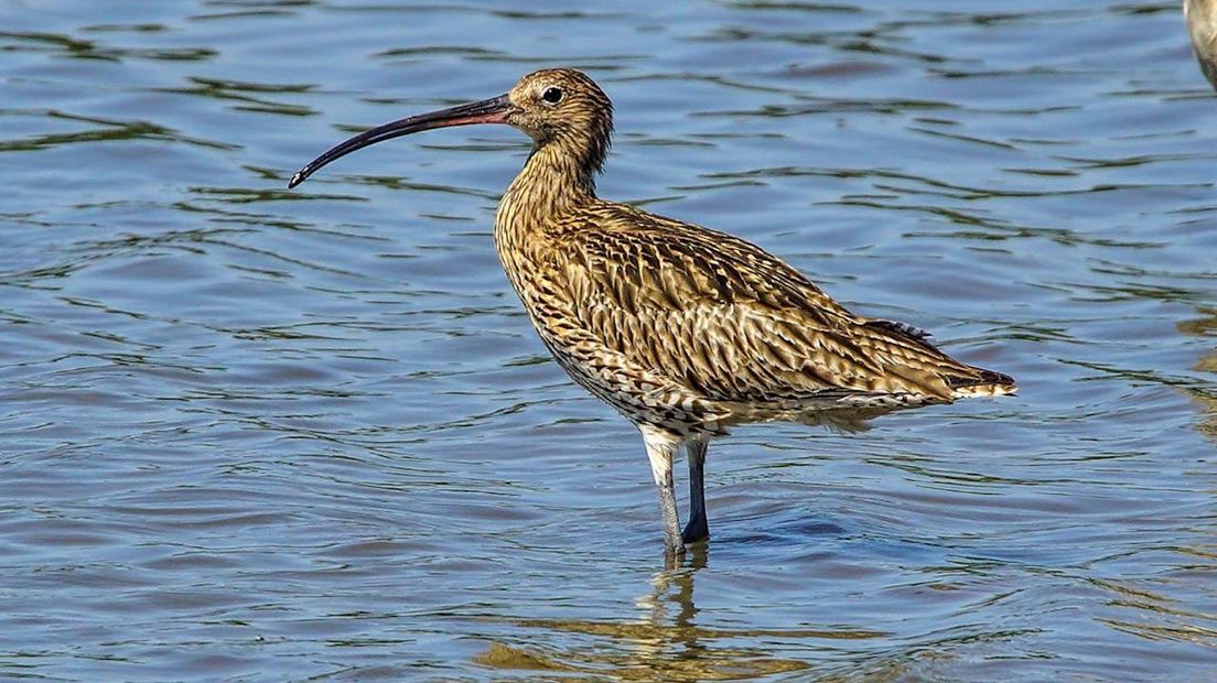 Uniek: in Geesteren redden ze weidevogels zonder subsidie