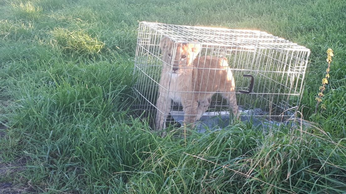 Het leeuwtje werd gisteren gevonden in een hondenbench bij Tienhoven.