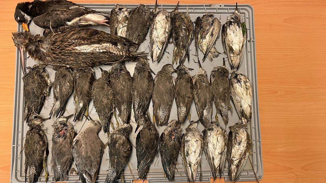 Een klein deel van de dode vogels die gevonden werden op Schiermonnikoog
