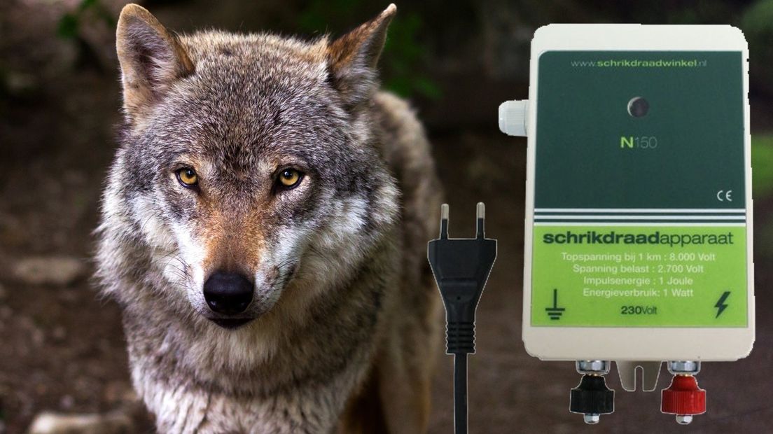 Hoe bescherm je schapen tegen de wolf? RTV Noord Hoe bescherm je schapen tegen de wolf? RTV Noord