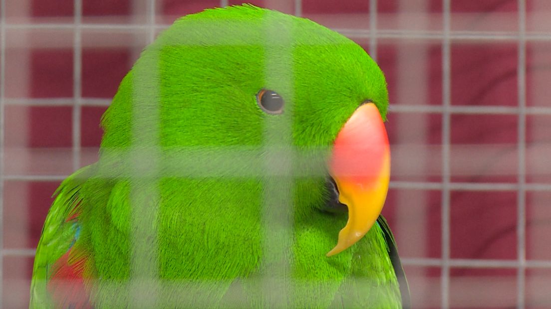 Een mooie papegaai kan duizenden euro's waard zijn (Rechten: Jeroen Willems/RTV Drenthe)