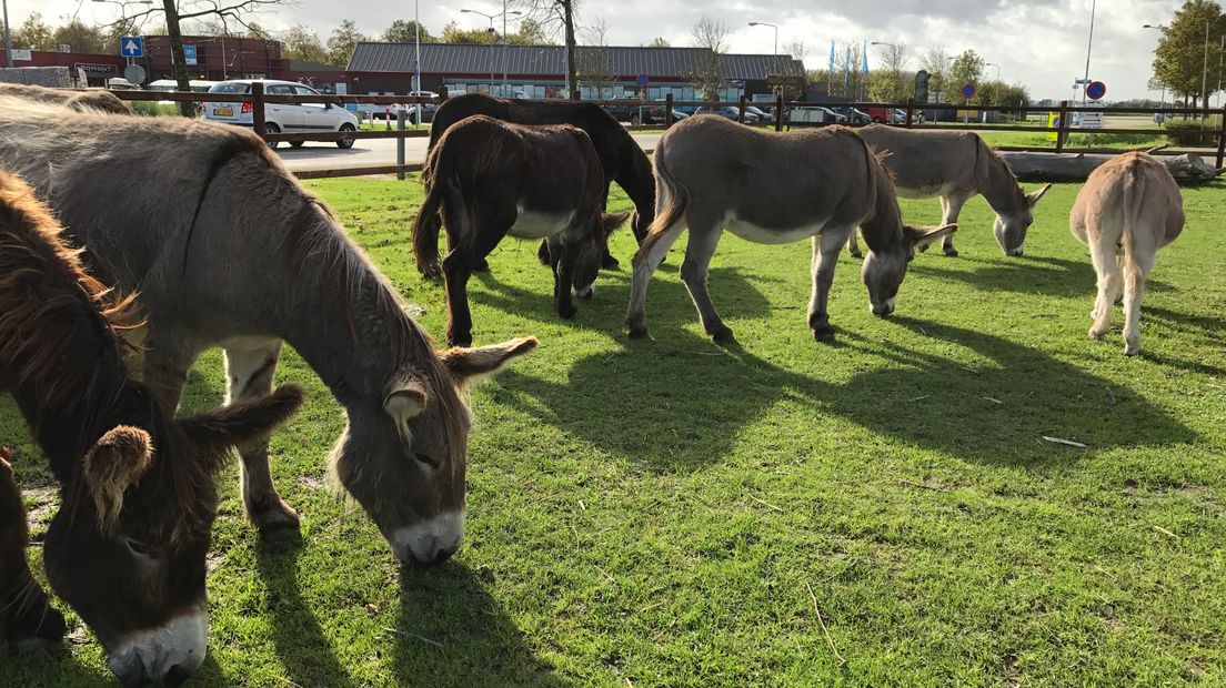 Met de ezel aan de hand wandelen door Kamperland