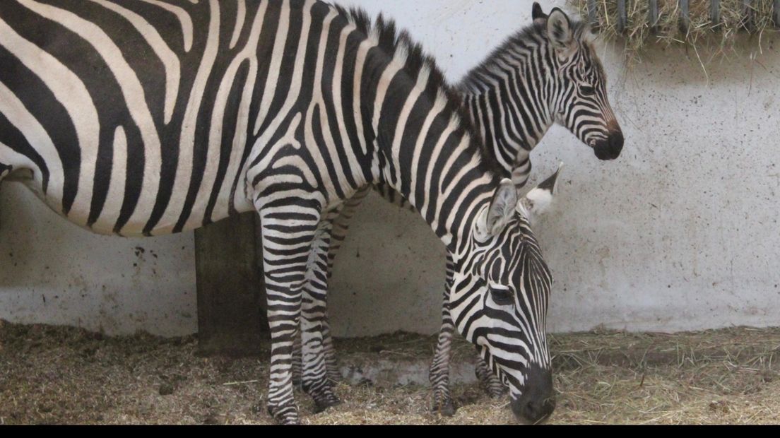 De jonge zebra en de moeder.
