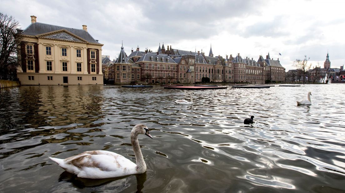 Een zwaan op de Hofvijver