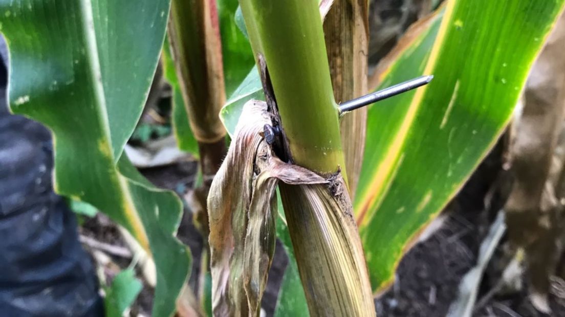 Opnieuw zijn agrariërs in het buitengebied van Maasbommel het slachtoffer geworden van vandalen. Dinsdag werden er op twee akkers bij de Dijkgraaf de Leeuwweg en de Sluissestraat honderden spijkers gevonden. Die waren door het mais gestoken.