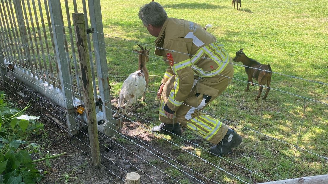 Dankzij hulp van de brandweer kon het geitje weer in de wei rennen.