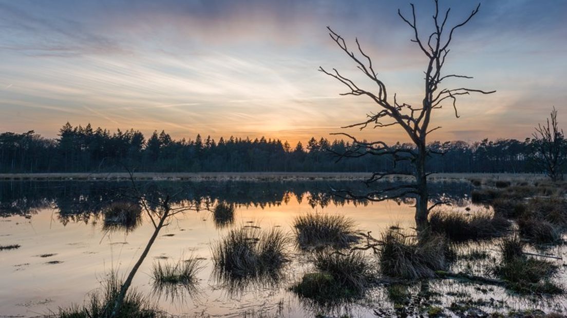 Een natuurfoto gemaakt in het Lunsveen (Rechten: Robin Giesen)