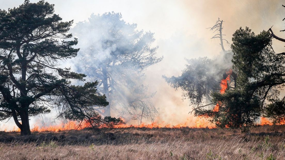De vlammen in het Mensingebos grijpen om zich heen.