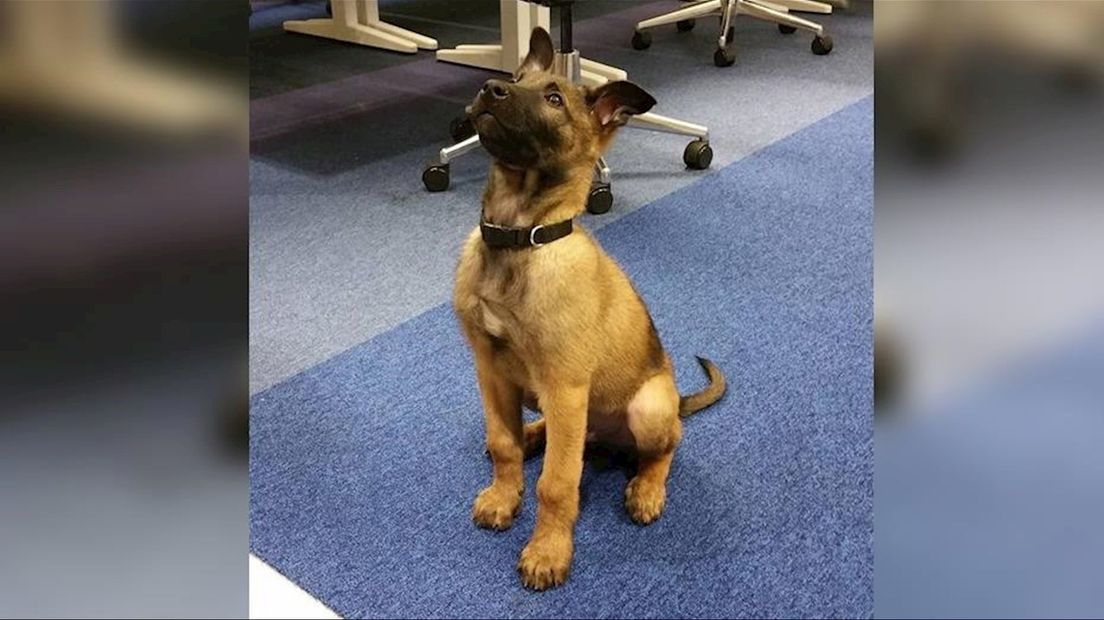 Politie-pup Koen uit Enschede