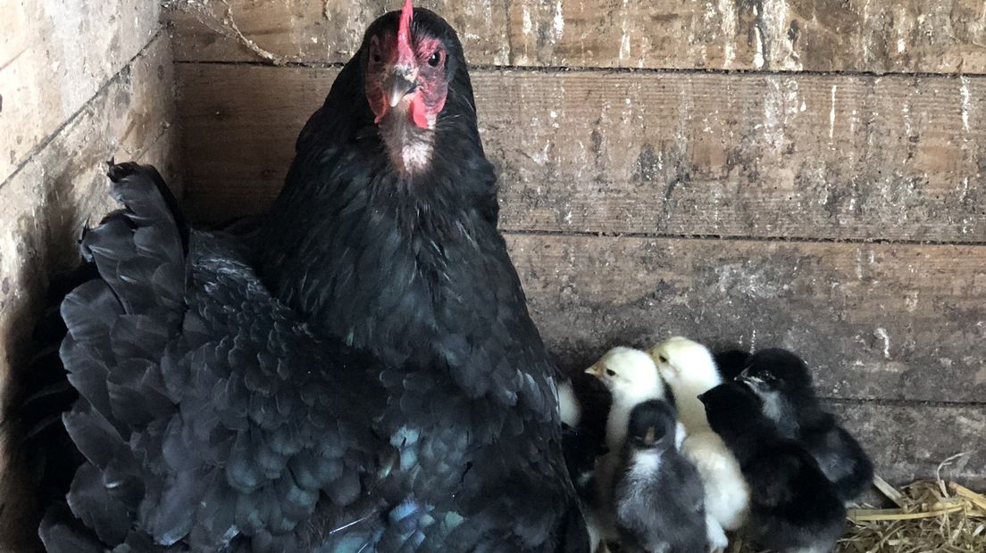 Een kip van Jorge Juan Holscher broedde deze week maar liefst achttien kuikens uit.