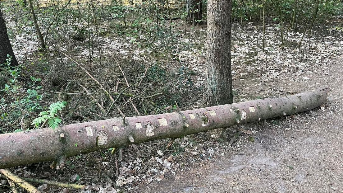 Kabouterpad Emmen opnieuw vernield: 'Hopen dat dader vroeg of laat gepakt wordt' - RTV Drenthe