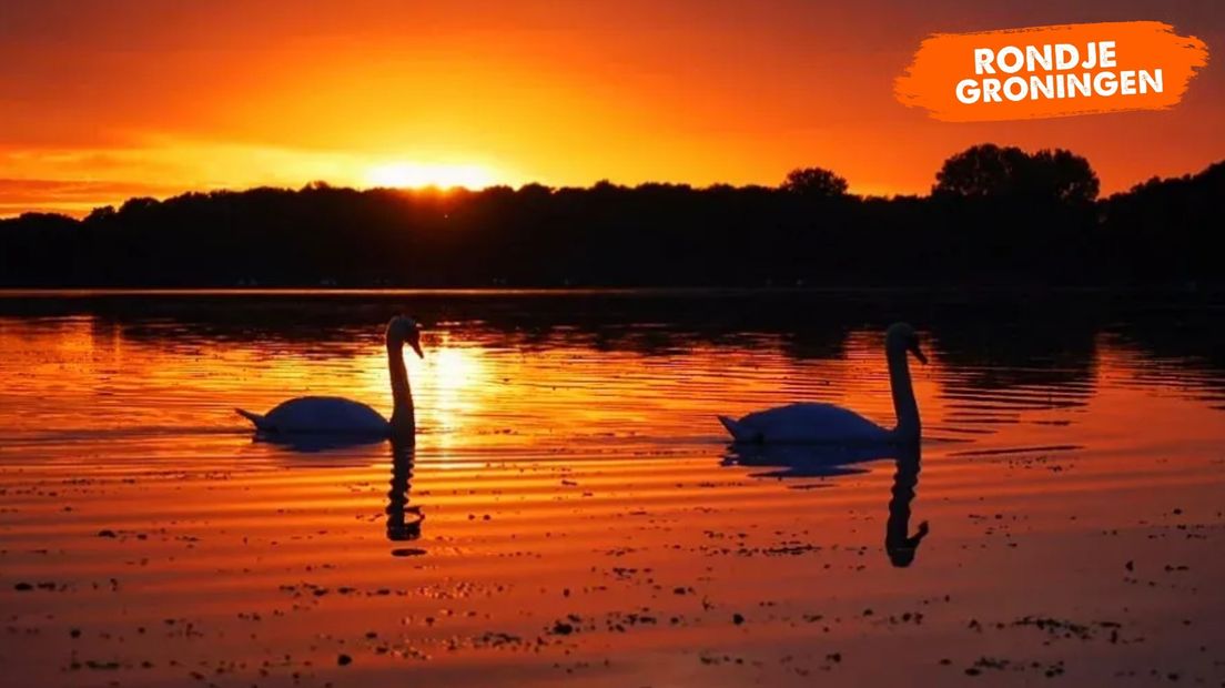 Zwanen die door je zonsondergang dobberen? Geen probleem