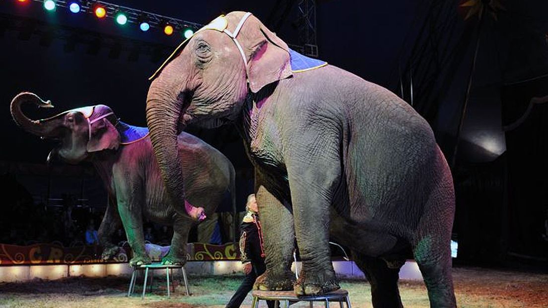 Circus Renz Berlin Slaat Hoogvliet Even Over - Rijnmond