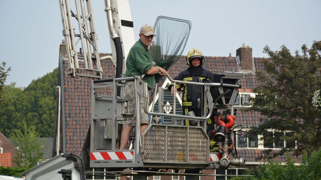 Pelikaan in boom Hengelo