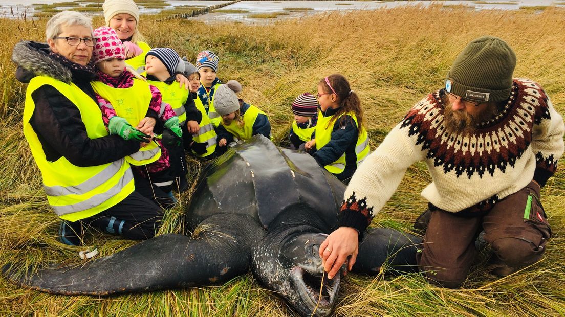 Lederschildpad uit Oosterschelde dood aangespoeld in Denemarken