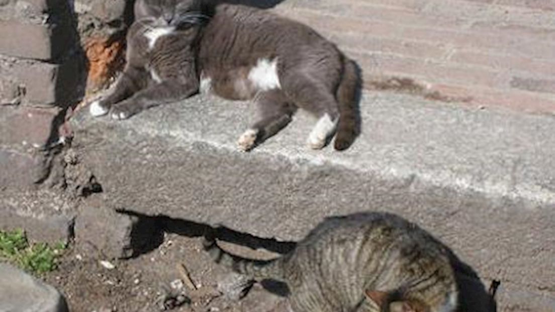 Toename zwerfkatten in asielen