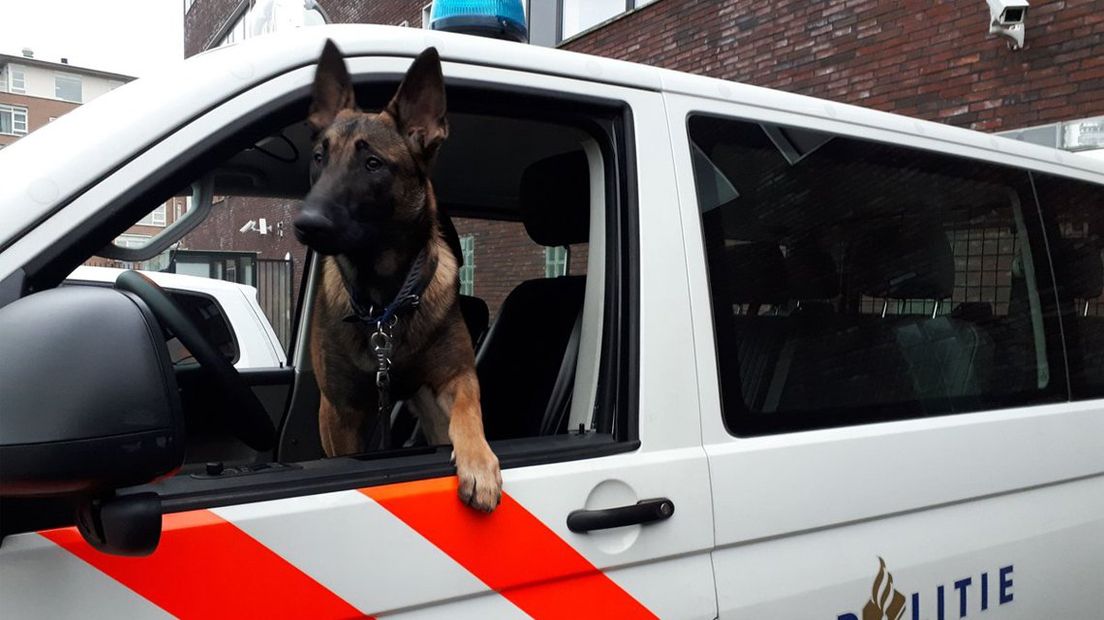 Inbreker Aangehouden Na Zoektocht In Nieuwkoop - Omroep West