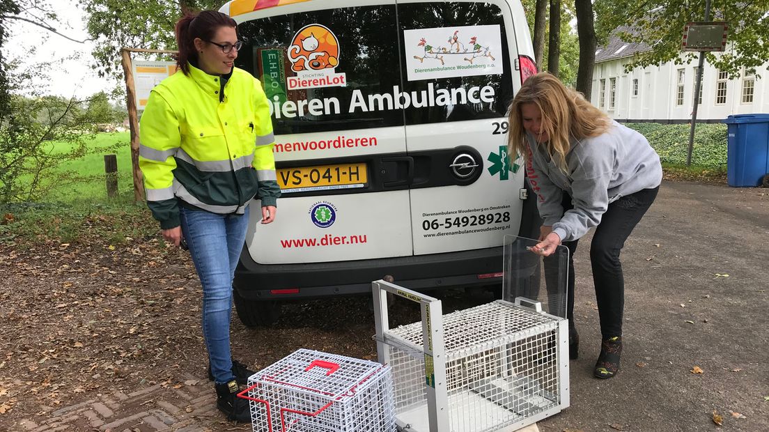 Jasmijn Strootman van de dierenambulance in Woudenberg en Daniëlla van Gennep van Stichting DierenLot.