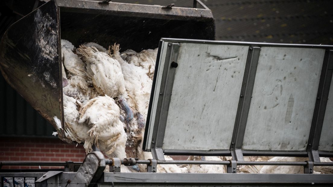 Medewerkers van de NVWA ruimen kalkoenen op een pluimveebedrijf nadat er vogelgriep is vastgesteld (ter illustratie, niet in Hellum)