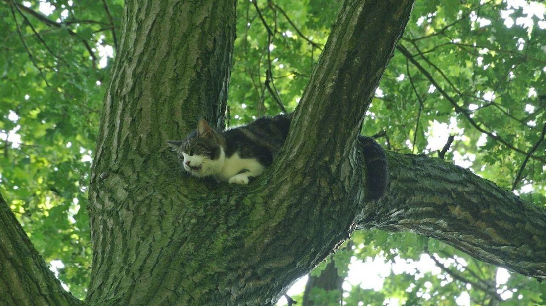 Kat uit de boom kijken lukt niet