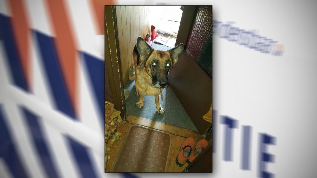 De ernstige zieke Delftse hond.