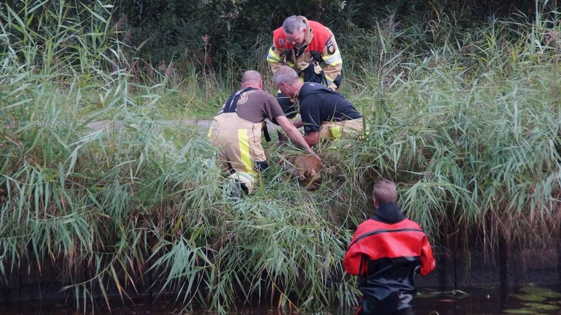 Brandweer haalt ree uit Dedemsvaart