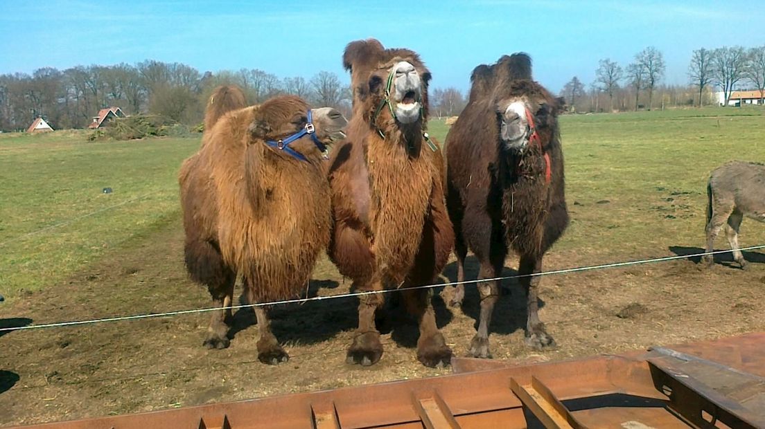 Kamelen in Borne